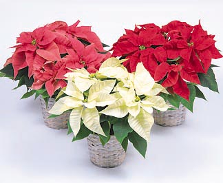 Poinsettia